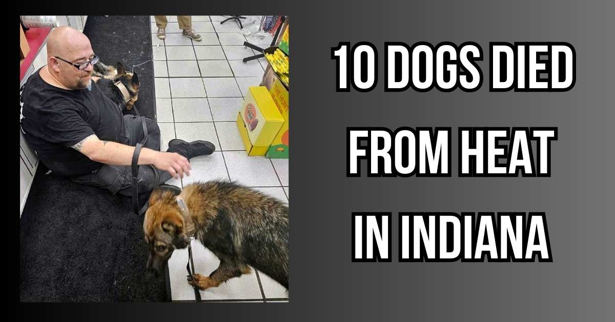 10 Dogs Died From Heat in Indiana